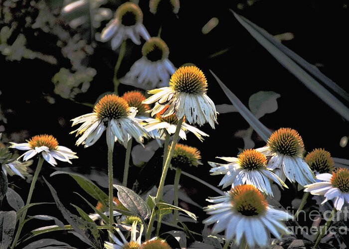  Greeting Card featuring the photograph Daisy Near the End by David Frederick