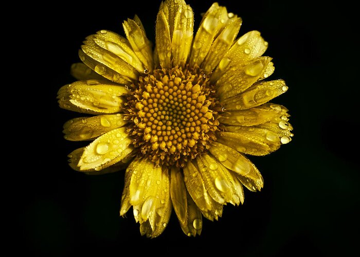 Daisy Greeting Card featuring the photograph Daisy on Black Background by Rachel Morrison