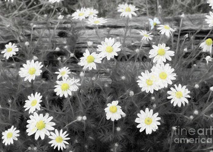 Daisy Greeting Card featuring the photograph Daisy Patch by Benanne Stiens