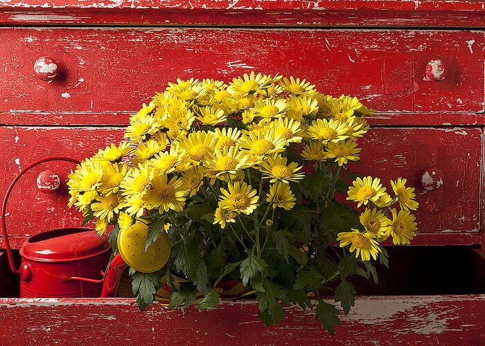 Daisy Greeting Card featuring the photograph Daisy Plant In Drawers by Garry Gay