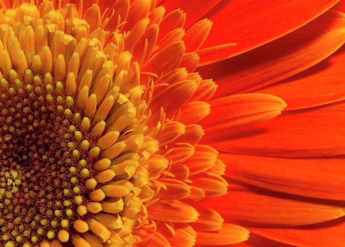 Orange Greeting Card featuring the photograph Daisy sunrise by Karen Smale