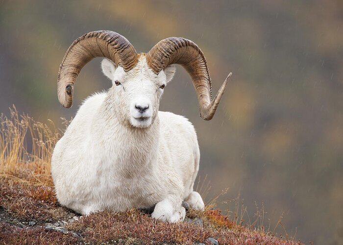 Dall Sheep Greeting Card featuring the photograph Dall Sheep Ram by Tim Grams