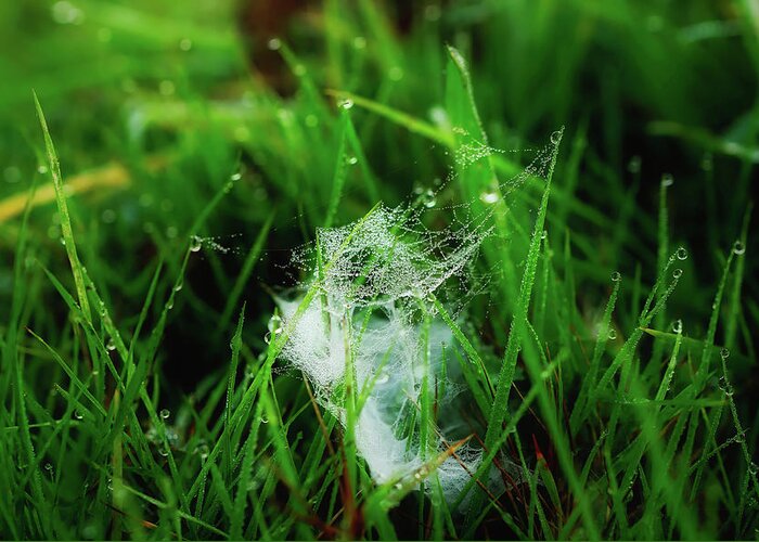 Dew Greeting Card featuring the photograph Damp Cobweb by Mountain Dreams