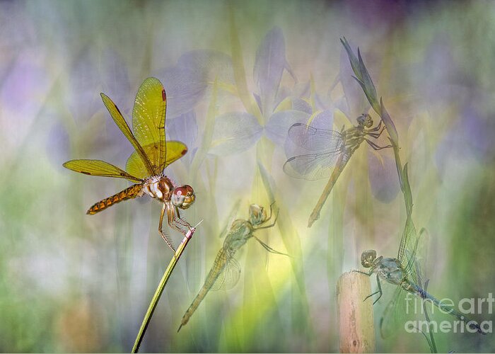 Dragonflies Greeting Card featuring the photograph Dance of the Dragonflies by Bonnie Barry