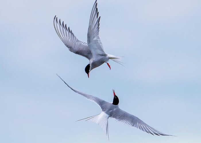 Dancing Arctic Terns Greeting Card featuring the photograph Dancing Arctic Terns by Torbjorn Swenelius