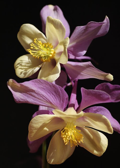 Purple Greeting Card featuring the photograph Dancing Columbine by Tammy Pool