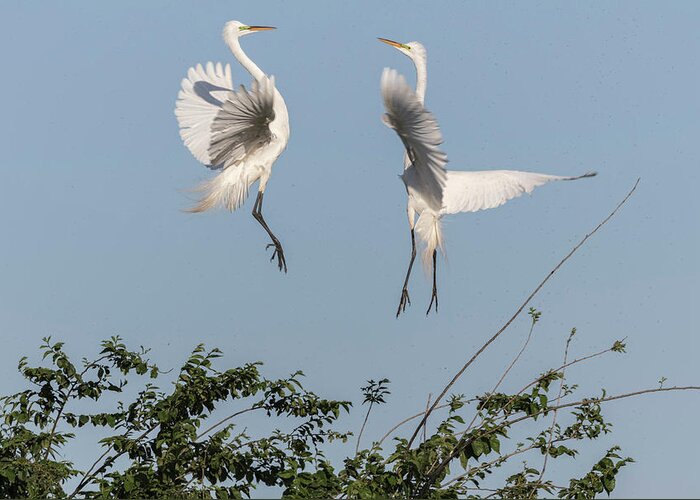 Great Egrets Greeting Card featuring the photograph Dancing Egrets 2017-1 by Thomas Young