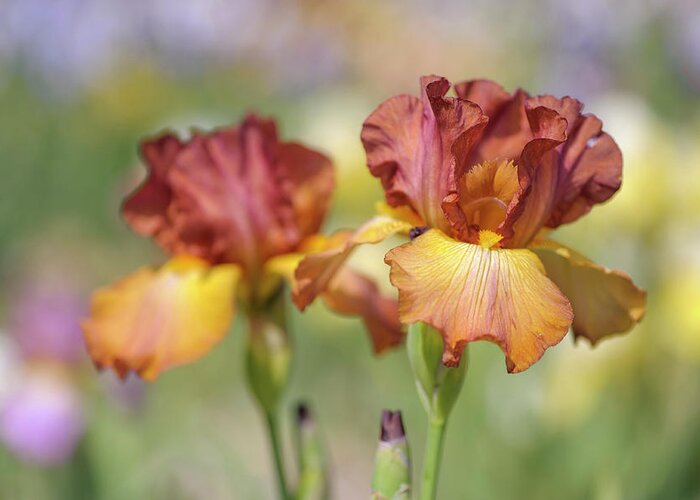 Jenny Rainbow Fine Art Photography Greeting Card featuring the photograph Dancing Rill. The Beauty of Irises by Jenny Rainbow