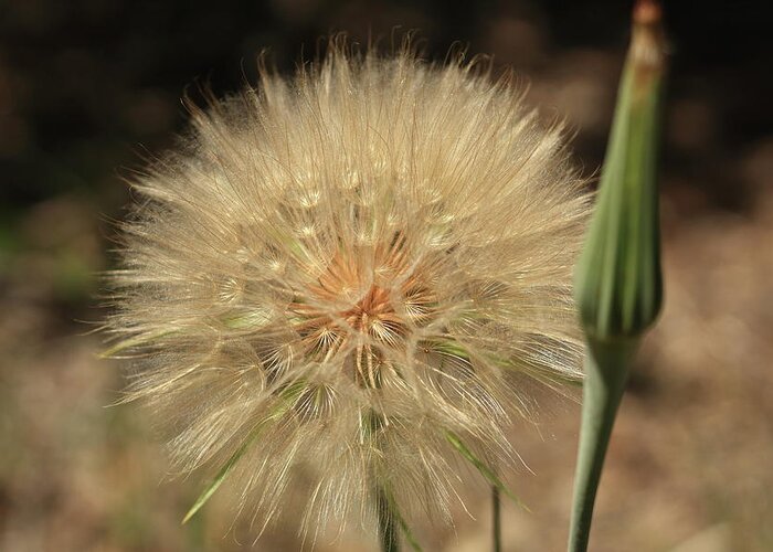 Dandelion Greeting Card featuring the photograph Dandelion by David Diaz