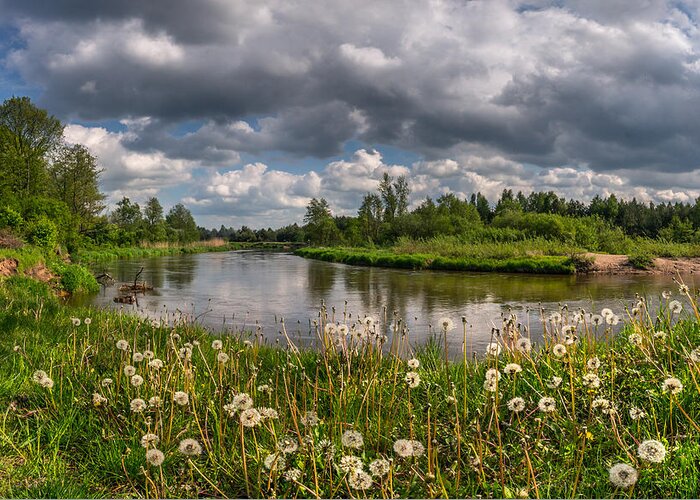 Liwiec Greeting Card featuring the photograph Dandelion field on the river bank by Dmytro Korol