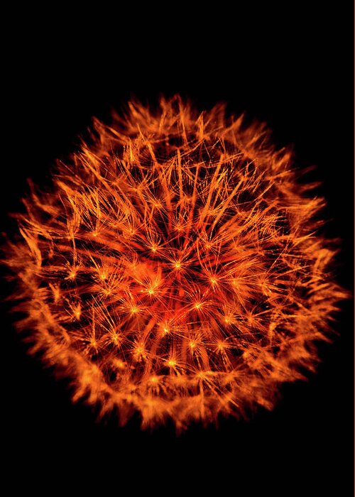 Dandelion Greeting Card featuring the photograph Dandelion Fireworks Flower by Bruce Pritchett