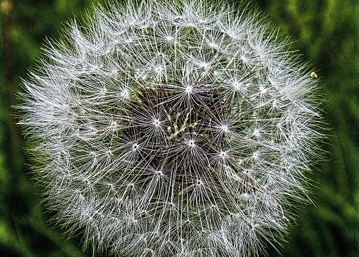 Wildflower Greeting Card featuring the photograph Dandelion Fluff by Fred Denner