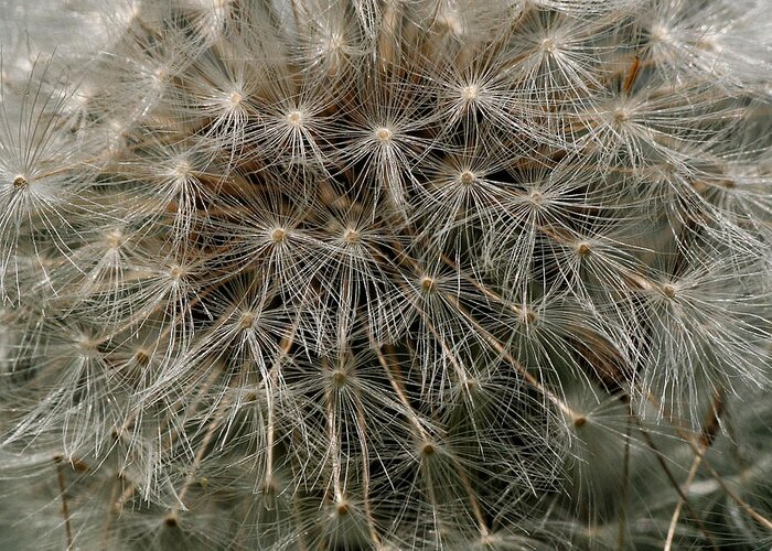 Flower Greeting Card featuring the photograph Dandelion Head by William Selander