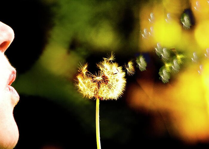 Dandelion Greeting Card featuring the photograph Dandelion Heart by Monte Arnold