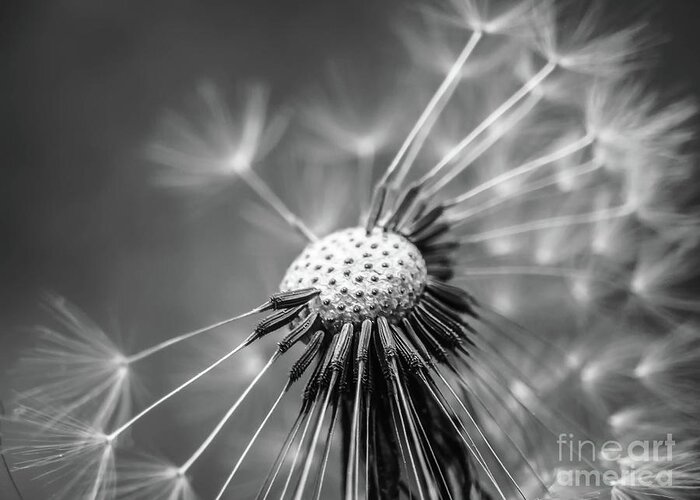 Home Decor Greeting Card featuring the digital art Dandelion in Black and White by Elijah Knight