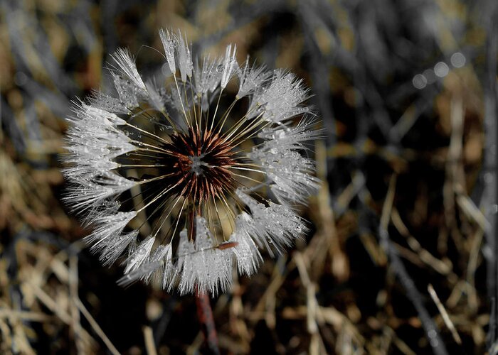Dandelion Greeting Card featuring the photograph Dandelion in the Dew by Karen Harrison Brown