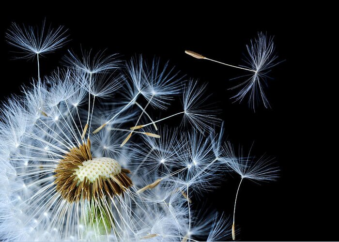 Abstract Greeting Card featuring the photograph Dandelion on black background by Bess Hamiti