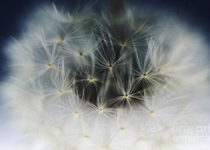 Abstract Greeting Card featuring the photograph Dandelion Seeds by Larry Dale Gordon - Printscapes