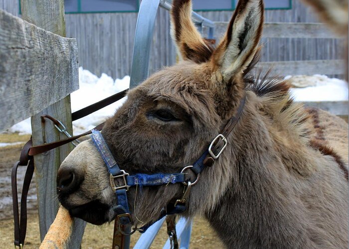 Donkey Greeting Card featuring the photograph Daniel the Donkey by Suzanne DeGeorge