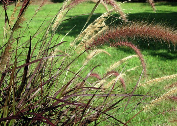 Feather Grass Greeting Card featuring the photograph Dark Feather Grass by Michele Wilson