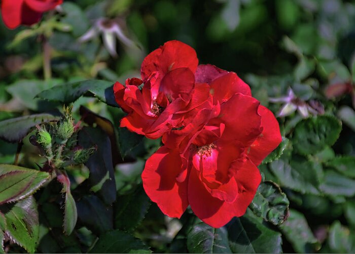 Dark Greeting Card featuring the photograph Red Flower by Tim McCullough