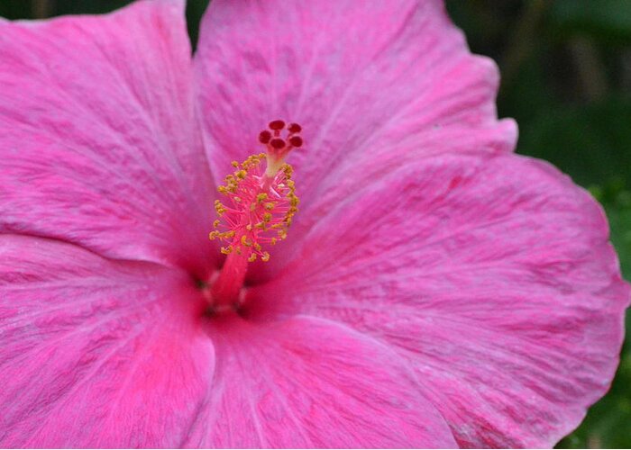 Flower Greeting Card featuring the photograph Dark Pink Hibiscus 1 by Amy Fose