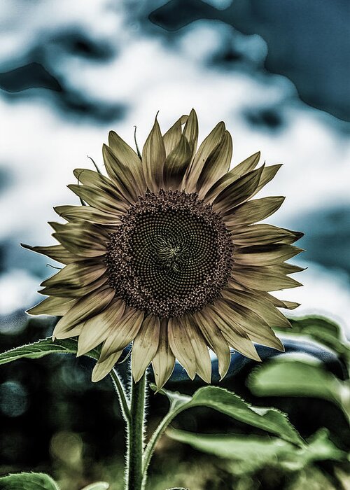 Agriculture Greeting Card featuring the photograph Dark Sunflower by Darryl Brooks