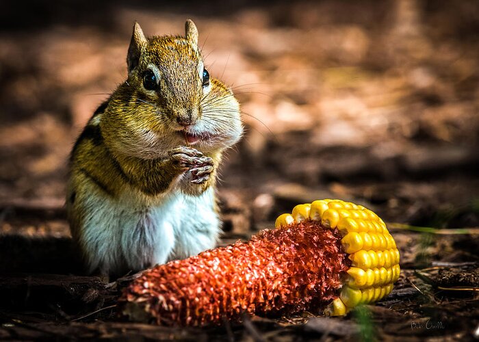 Chipmunk Greeting Card featuring the photograph Darn Good Corn by Bob Orsillo