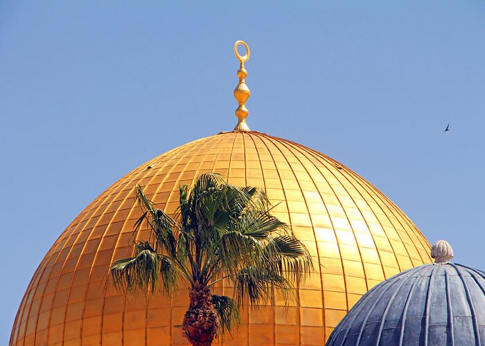 Dome Of The Rock Greeting Card featuring the photograph Dates Tree by Munir Alawi
