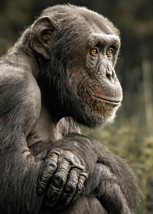 Chimp Greeting Card featuring the photograph Dave by Chris Boulton