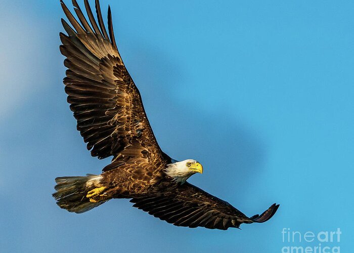 Eagle Greeting Card featuring the photograph Dawn Patrol by Sean Mills