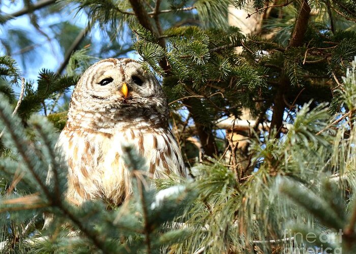 Owls Greeting Card featuring the photograph Day Dreamer by Heather King