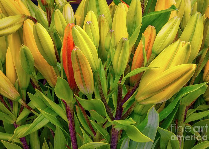 Beautiful Greeting Card featuring the photograph Day Lily Buds by Jerry Fornarotto