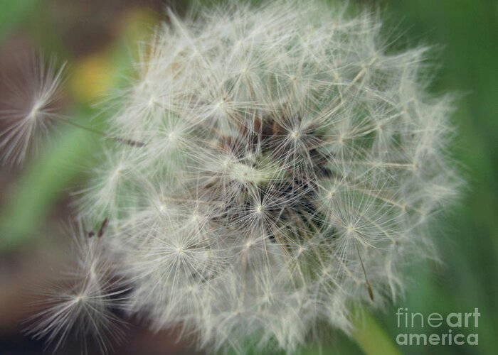 Dandelion Greeting Card featuring the photograph Day Moon by Kim Tran