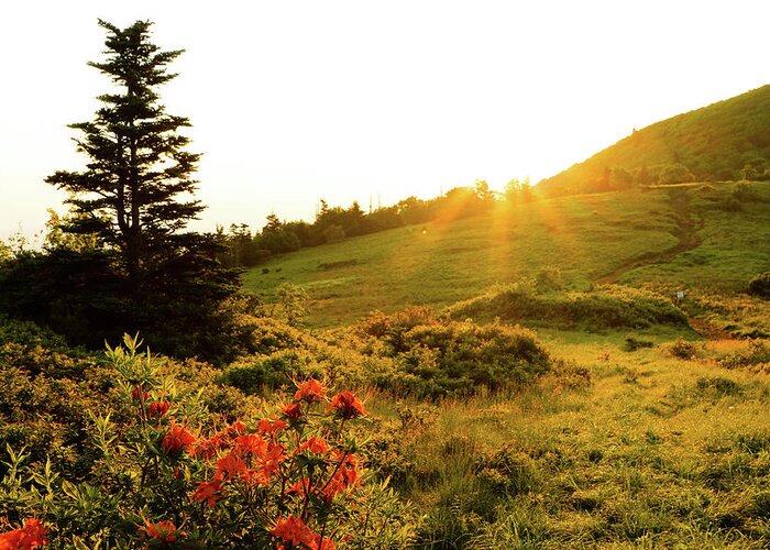 Roan Mountain Greeting Card featuring the photograph Daybreak in the Meadow by Dana Foreman