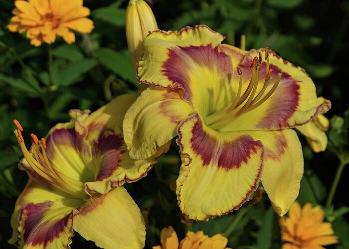 Daylily Greeting Card featuring the photograph Daylilies and Zinnia by Sandy Keeton