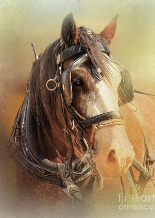 Clydesdale Greeting Card featuring the digital art Days In The Sun by Trudi Simmonds