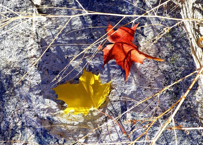 Maple Leaves Greeting Card featuring the photograph Days Of Autumn 5 by Will Borden