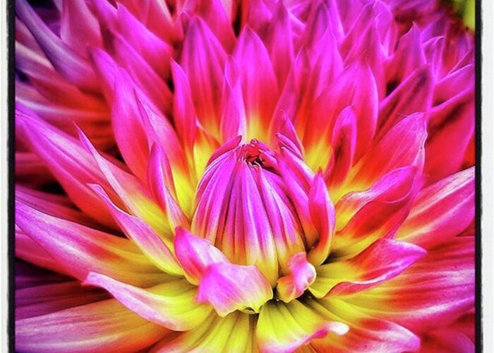 Photojimsf Greeting Card featuring the photograph Dazzling Dahlia. It Comes In So Many by Mr Photojimsf