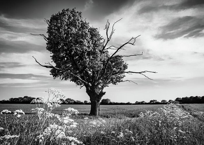 Landscape Greeting Card featuring the photograph Dead or Alive by Nick Bywater