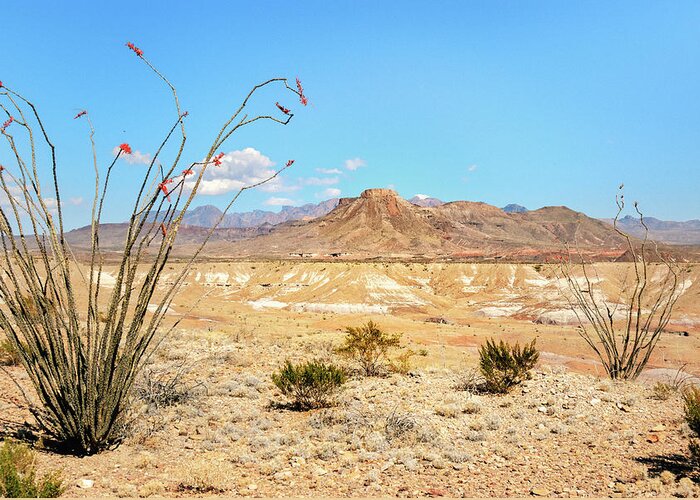 Big Bend National Park Greeting Card featuring the photograph Dead Sticks Bloom by Sylvia J Zarco