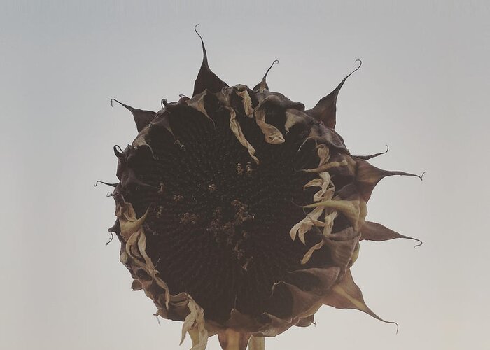 Withered Greeting Card featuring the photograph Dead Sunflower by Miguel Angel