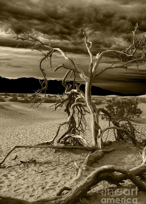 Death Valley Greeting Card featuring the photograph Dead tree in Death Valley 5 by Micah May