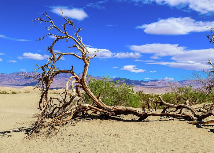Usa Greeting Card featuring the photograph Dead tree in death valley by Alberto Zanoni