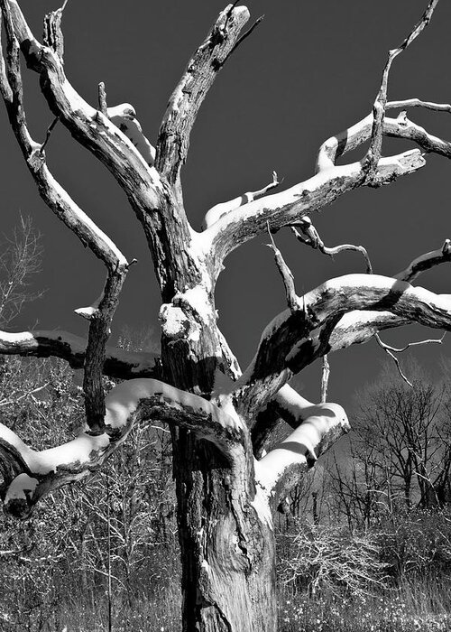 Tree Greeting Card featuring the photograph Dead Tree - UW Arboretum - Madison - WI by Steven Ralser