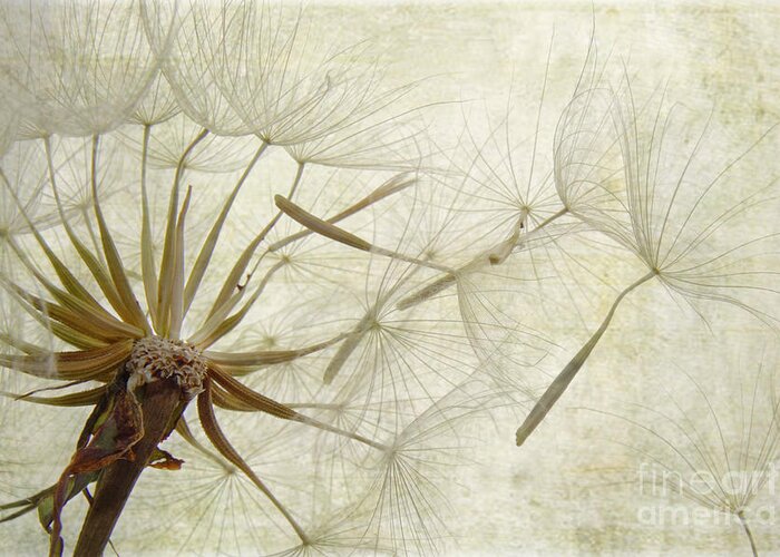 Dandelion Greeting Card featuring the photograph Dearly Departed by Jan Piller
