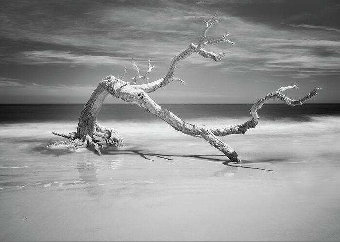 Jekyll Island Greeting Card featuring the photograph Death of a Tree by Jon Glaser