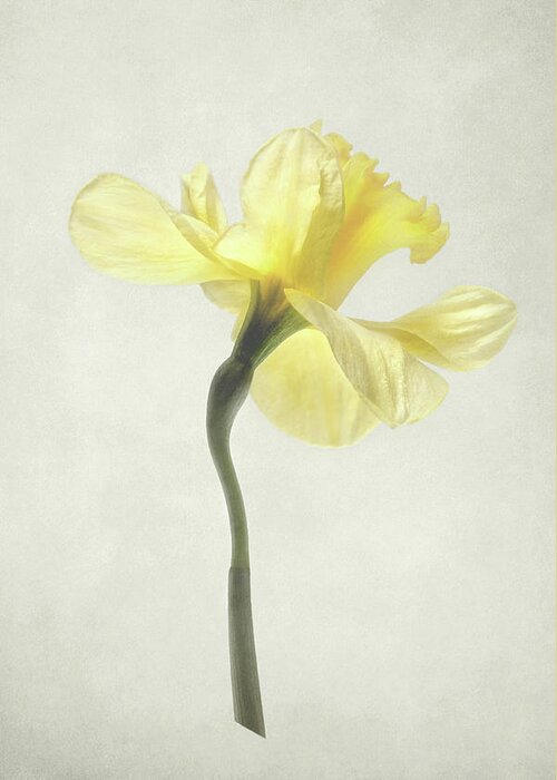 Daffodil Greeting Card featuring the photograph Decadent Daffodil by Kathi Mirto
