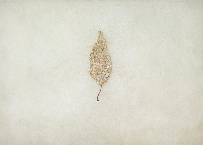 Leaf Greeting Card featuring the photograph Decay by Scott Norris