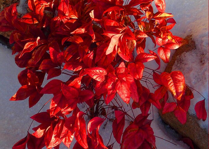 Red Bush Greeting Card featuring the photograph December Burning Bush by Anastasia Savage Ealy